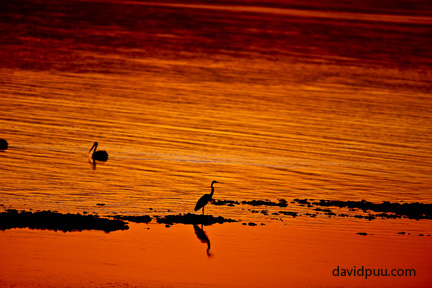 A semi alive contradiction: Salton Sea sunset