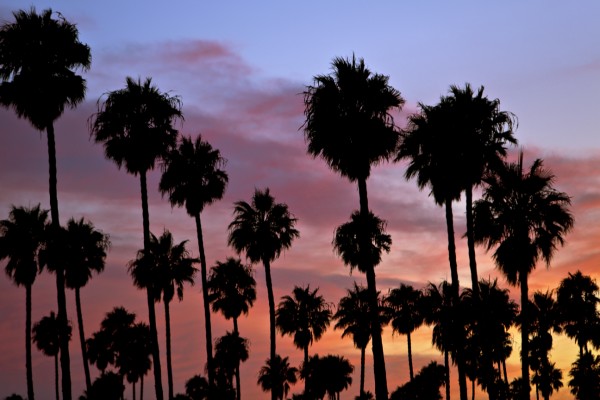 Ventura Palmset